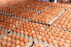 Khuyến cáo người dân không nghe theo tin đồn ăn trứng gà phòng COVID-19