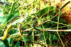 Rợn người món 'tôm rừng' Tây Nguyên