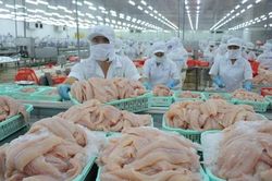 Hệ thống kho lạnh quá tải, không còn chỗ chứa cá tra, tôm