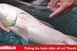 Xác định nguyên nhân cá chết bất thường trên sông Mã