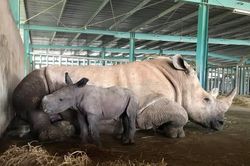 Tê giác trắng châu Phi nặng hơn 60kg vừa chào đời tại Vinpearl Safari
