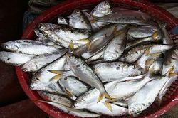 Cá Mòi – đặc sản trời cho trên sông Hồng