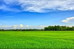 Thương mùa lúa trổ đòng đòng…