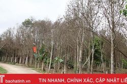 Sâu ăn lá 'tấn công' hàng trăm héc-ta dó trầm ở Hà Tĩnh