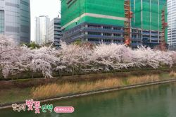 Hàn Quốc: Hoa anh đào nở lộng lẫy ven hồ Seokchon