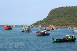 Hải sản rớt giá, ngư dân Quảng Ngãi vẫn kiên cường bám biển