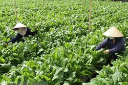 Giải pháp kích cầu thị trường rau, củ Đà Lạt trong bối cảnh COVID-19