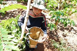 Cận cảnh chuyến săn sâu muồng đặc sản của người Ê Đê