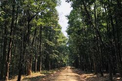 Khuyến cáo mùa vụ trồng rừng