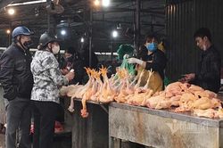 Gà, vịt đang rất rẻ, thịt lợn dần biến mất trên mâm cơm nhà tôi