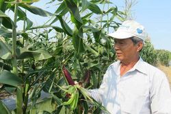 Long An: Thu nhập cao từ trồng bắp nữ hoàng đỏ