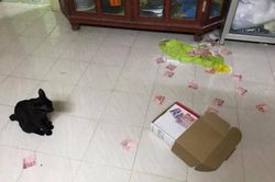 Thấy chú mèo làm rơi chiếc hộp trên nóc tủ, cô vợ chạy đến thì phát hiện ra bí mật giấu kín của chồng