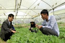 Người tiên phong sản xuất rau đặc hữu ở Hàm Rồng