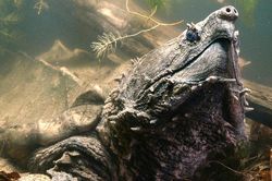 Rùa cá sấu sở hữu lực cắn khủng, sát thủ dưới sông Mississippi