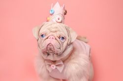 Chú chó pug gây bão với bộ lông màu hồng
