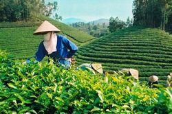 Xuất khẩu chè giảm mạnh trong quý I