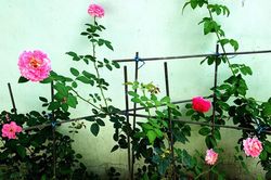Mùi hương