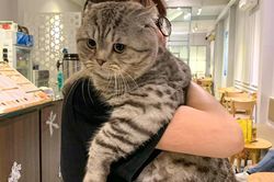 Lên mạng hỏi cách giảm cân cho mèo cưng, nhìn xong ai cũng bó tay bất lực