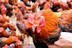 Lạ mắt với chiếc kính đeo cho gà ở Nghệ An