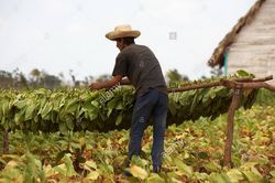 Cuba trải qua tháng Ba khô hạn nhất trong lịch sử 60 năm qua