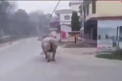 Tê giác ở Nepal 'yêu cầu' người dân ở nhà giữa dịch COVID-19