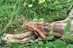 Trăn đá 'ấm ức' vì phải nôn con mồi ngay khi vừa mới nuốt xong