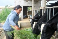 Phụ nữ Chu Ru vượt khó làm giàu