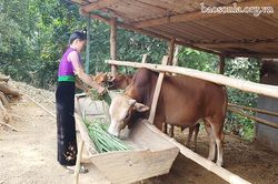 Chi hội trưởng năng động