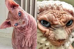 Chân dung bé mèo được mệnh danh đến từ... hành tinh khác