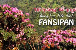 'Nữ hoàng' đỗ quyên 'bung lụa' trên đỉnh Fansipan