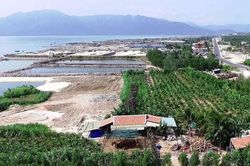 Rừng bần cổ thụ bị xóa sổ