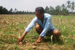 Nông dân ĐBSCL phá bỏ hàng ngàn héc-ta ruộng mía