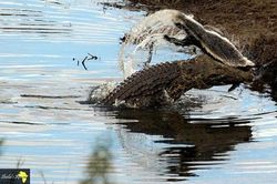 Cá sấu sông Nile xơi tái 'kẻ bố đời'