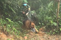Bộ đội Biên phòng dùng chó nghiệp vụ tuần tra biên giới chống dịch COVID-19