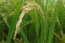 Hàng nghìn ha lúa nguy cơ bị đạo ôn cổ bông gây hại