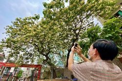 Cây hoa bún: 'Báu vật' 300 năm tuổi của làng Đình Thôn