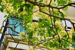 Cây bún 'độc nhất vô nhị' ở Hà Nội bung mùa hoa mới