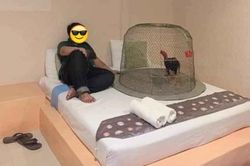 Gà cưng bị gãy chân, thanh niên làm điều không tưởng khiến vợ giận tím người
