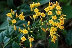 Bị bạn trêu chọc, hai nữ sinh ăn lá ngón tự tử