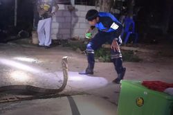 Mải xem nhân viên cứu hộ nhảy, rắn hổ mang chúa bị tóm sống