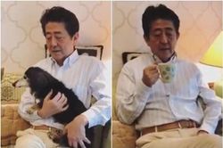 Ở nhà uống trà và vuốt cún cưng, ông Abe bị chỉ trích vô cảm với dân