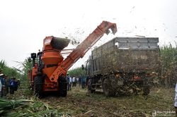 Công ty CP Mía đường Sông Con kết thúc vụ ép, sản lượng mía đạt 320 nghìn tấn