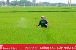 Diệt trừ bệnh đạo ôn hại lúa xuân Hà Tĩnh: 'Chạy nhanh đi'!