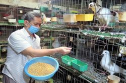 Thái Nguyên: Ông giáo già 'đổi đời' nhờ nuôi chim bồ câu Pháp