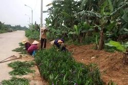 Nông dân thành phố Ninh Bình làm theo lời Bác