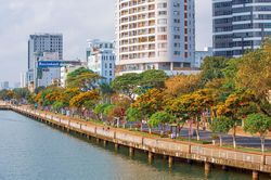 Mùa hoa sưa rực vàng ở Đà Nẵng