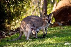 1001 thắc mắc: Kangaroo kì lạ tới mức nào?