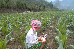 Học sinh vùng cao Việt Bắc kê cuốc ngồi giữa nương ngô học trực tuyến