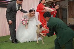 Bị lôi xuống khi nhảy lên sân khấu chụp ảnh cưới với cô chủ, chú chó có biểu cảm gây chú ý