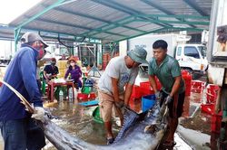 Quảng Ngãi: Ảnh hưởng Covid-19, giá cá giảm từ 50 - 70%
